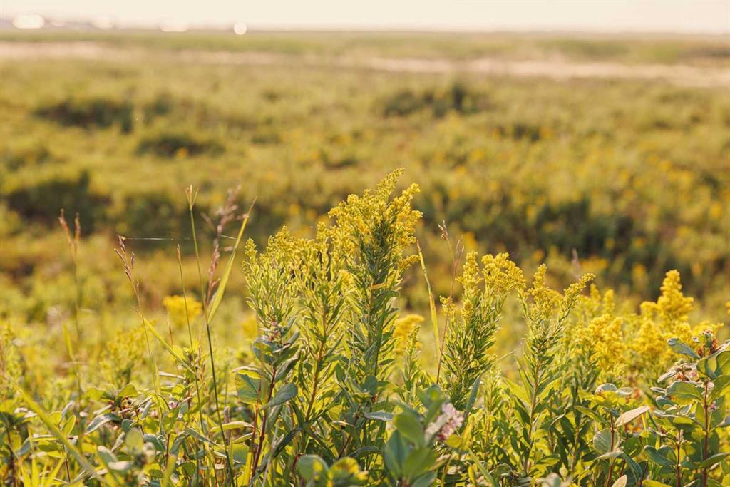 Parcel 8 Range Road 271 just south of Highway 9., Rural Rocky View County, Alberta, T0M 1G0